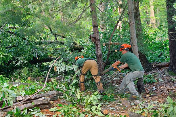 Dead Tree Removal in Kimberling City, MO